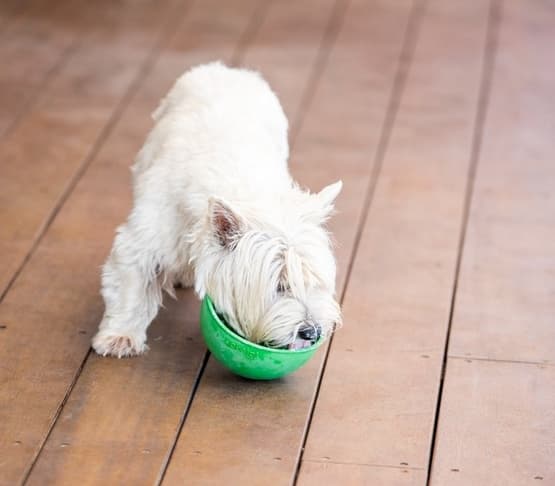 LickiMat Wobble Miska głęboka Jeżyk miękka turkusowa