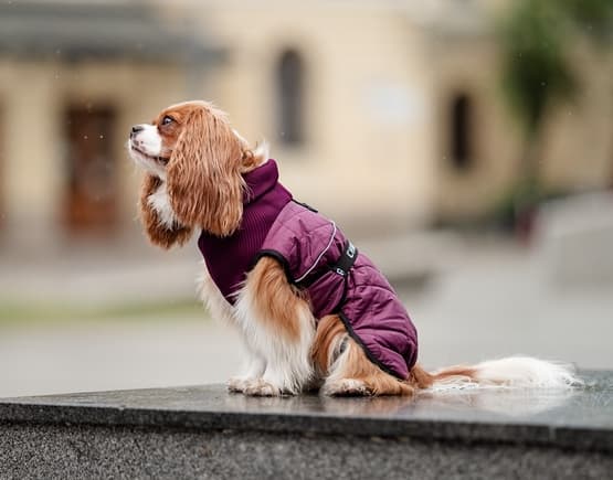 Chaba Kubrak Regulowany Chic S burgundy